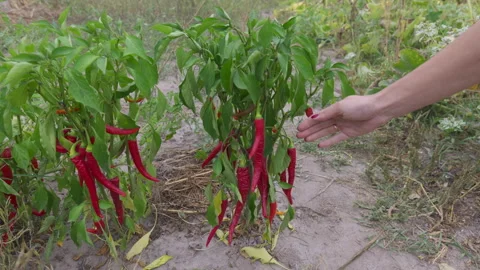 Picking red pepper from a bush growing in a field. Stock Footage 293863139