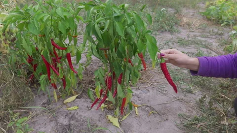 Picking red pepper from a bush growing in a field. Stock Footage 293863244