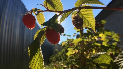 Picking red raspberry from the bush Stock Footage 93002568