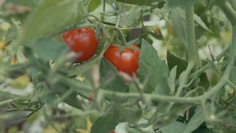 Picking red tomatoes Stock Footage 95075319