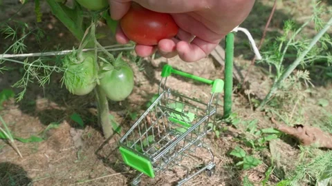 Picking red tomatoes at a pick and pay farm. A small shopping cart in a garden Stock Footage 283568339