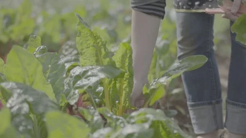 Picking rhubarb from farm Stock-Footage 73885049