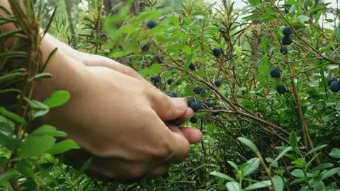 Picking rip berries of blueberry in the forest. Stock Footage 105076895