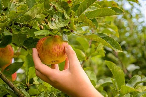 Picking a ripe apple Stock Photos