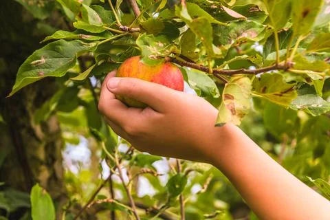 Picking ripe apple Stock Photos