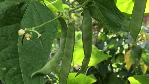 Picking Ripe Beans Stock Footage 70973654