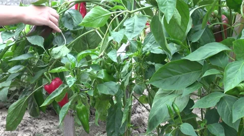 Picking ripe bell peppers, capsicum, organic farm, vegetable garden Stock Footage 30588409
