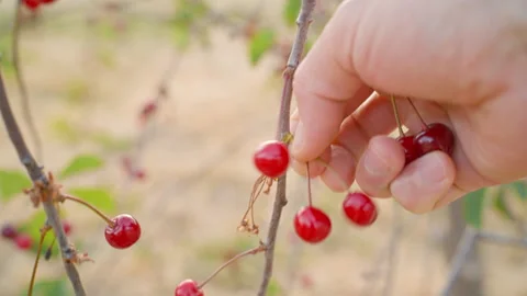 Picking ripe berries from a cherry fruit tree in your own garden. Video stock 276859235