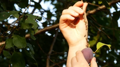 Picking ripe blue plums. Stock Footage 117437838