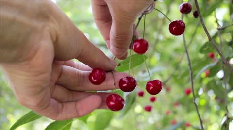 Picking Ripe Cherries Stock Footage 52083722
