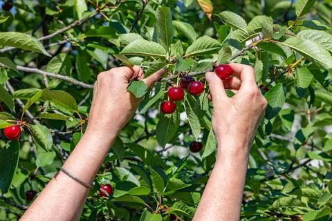 Picking ripe cherries from a tree during summer in a fruit orchard with sun.. Stock Photos