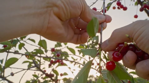 Picking ripe cherries from a tree with your hands. Taken in close-up. Video stock 276860187