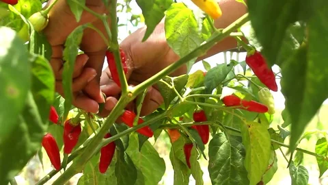 Picking ripe chili Stock Footage 116713802