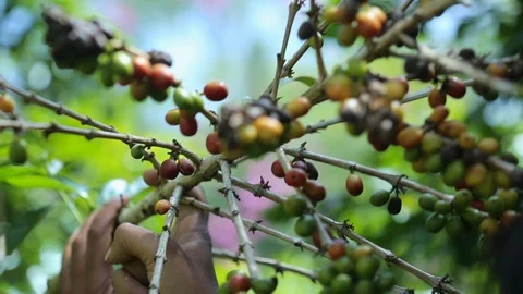 Picking Ripe Coffee Berries Video stock 122872264
