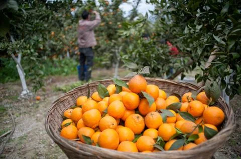 Picking the ripe fruit orchard Stock Photos