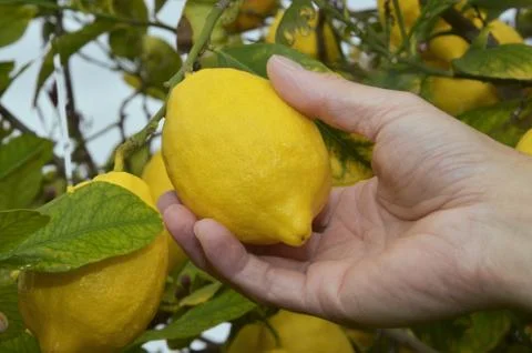  Picking ripe lemon Stock Photos