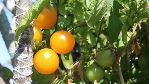 Picking ripe orange colored tomatoes Stock Footage 88280871