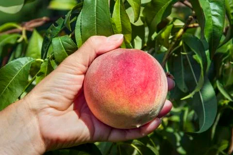 Picking a Ripe Peach Stock Photos