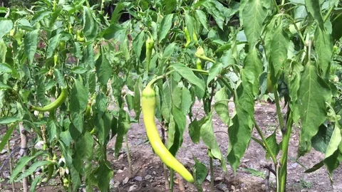 Picking Ripe Pepper Stock Footage 70974010