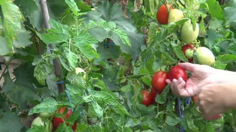 Picking ripe plum tomatoes, organic farm, vegetable garden, harvest Stock Footage 30591872