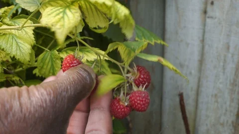 Picking ripe raspberries Video stock 112680527