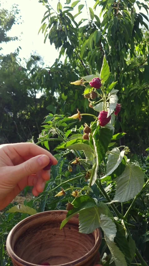 Picking ripe raspberries into a rustic clay bowl in a garden Stock Footage 341936893