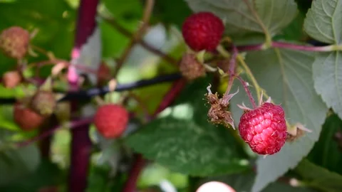 Picking a ripe raspberry Stock Footage 171249009
