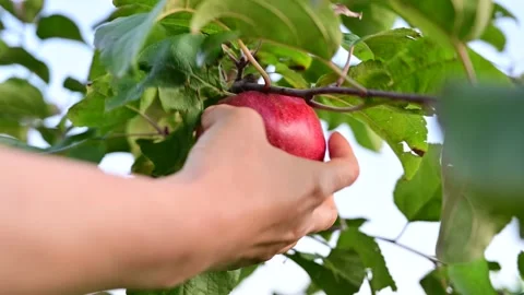 Picking up ripe red apple from tree branch Stock Footage 158927647