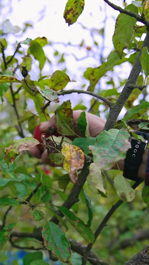 Picking ripe red apple from tree branch in autumn season natural light fres.. Stock Footage 337684975