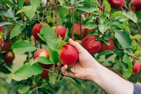 Picking ripe red apples from a tree in a sunny orchard during autumn harvest Stock Photos