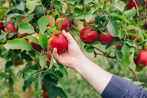 Picking ripe red apples from a tree during a sunny day in an orchard Stock Photos