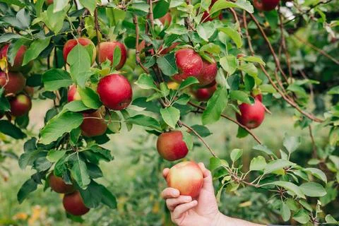 Picking ripe red apples from a tree on a sunny day in the orchard Stock-Fotos