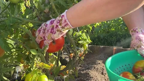 Picking ripe red tomatoes in the garden on a bed in the open ground Stock Footage 252245713