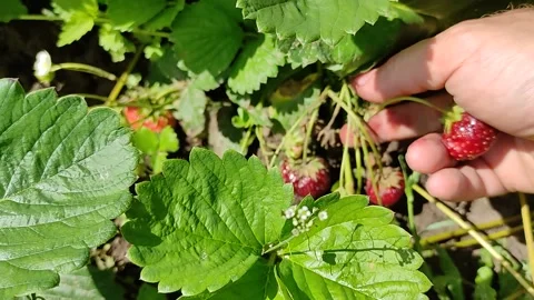 Picking ripe strawberries from the bed Stock Footage 158316115