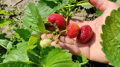 Picking ripe strawberries from the bed Stock Footage 158316196