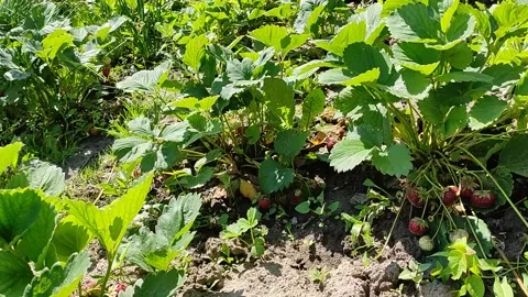 Picking ripe strawberries from the bed Stock-Footage 158316334