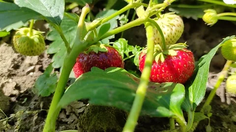 Picking ripe strawberries from the bed Stockbeeldmateriaal 158316396