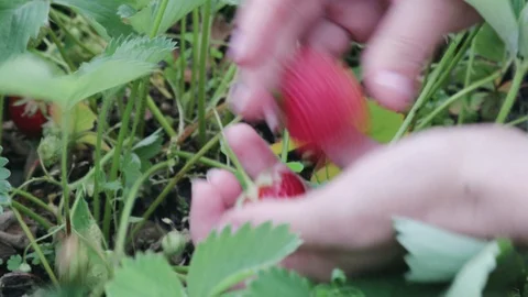 Picking ripe strawberries from a field on a fruit farm Stock Footage