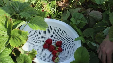 Picking ripe strawberries to make jam Stock Footage 219623277