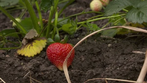 Picking ripe strawberry Stock Footage 70342035