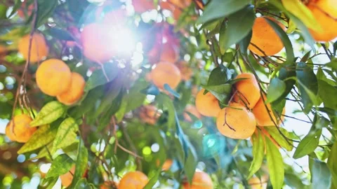 Picking Ripe Tangerine From A Tree, Close Up On Orange Citus Fruit. SLOW MOTION. Stock Footage 140368015