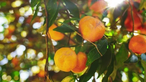 Picking Ripe Tangerine From A Tree, Close Up On Orange Citus Fruit. SLOW MOTION. Stock-Footage 140368020