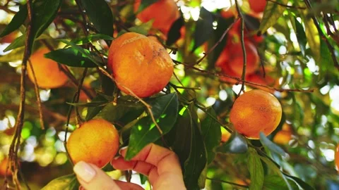 Picking Ripe Tangerine From A Tree, Close Up On Orange Citus Fruit. SLOW MOTION. Stock Footage 140368038