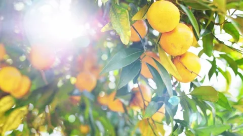Picking Ripe Tangerine From A Tree, Close Up On Orange Citus Fruit. SLOW MOTION. Vidéo 140369208