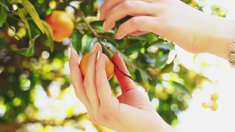 Picking Ripe Tangerine From A Tree, Close Up On Orange Citus Fruit. SLOW MOTION. Vidéo 140369218