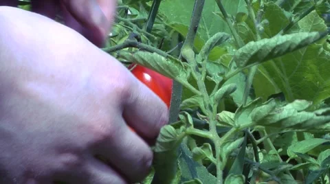 Picking a ripe Tomato Видео 42871354
