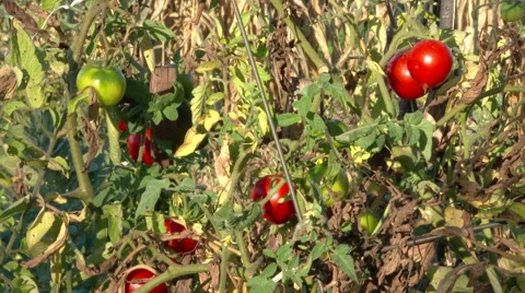 Picking Ripe Tomatoes Stock Footage 55838943