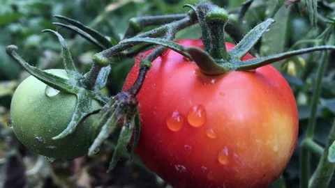Picking Ripe Tomatoes Stock Footage 70972985