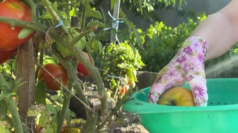 Picking ripe tomatoes in the garden on a bed in the open ground Stock Footage 252245711