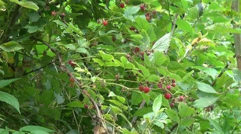 Picking ripe wild raspberries in the mountain forest, red berries, fruits Stock Footage 34108594